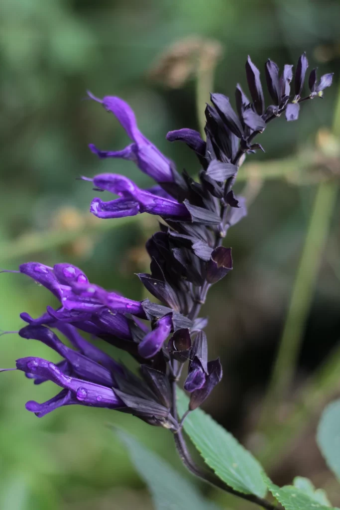 Purple Salvia Flower Close Up Garden gray Blooming