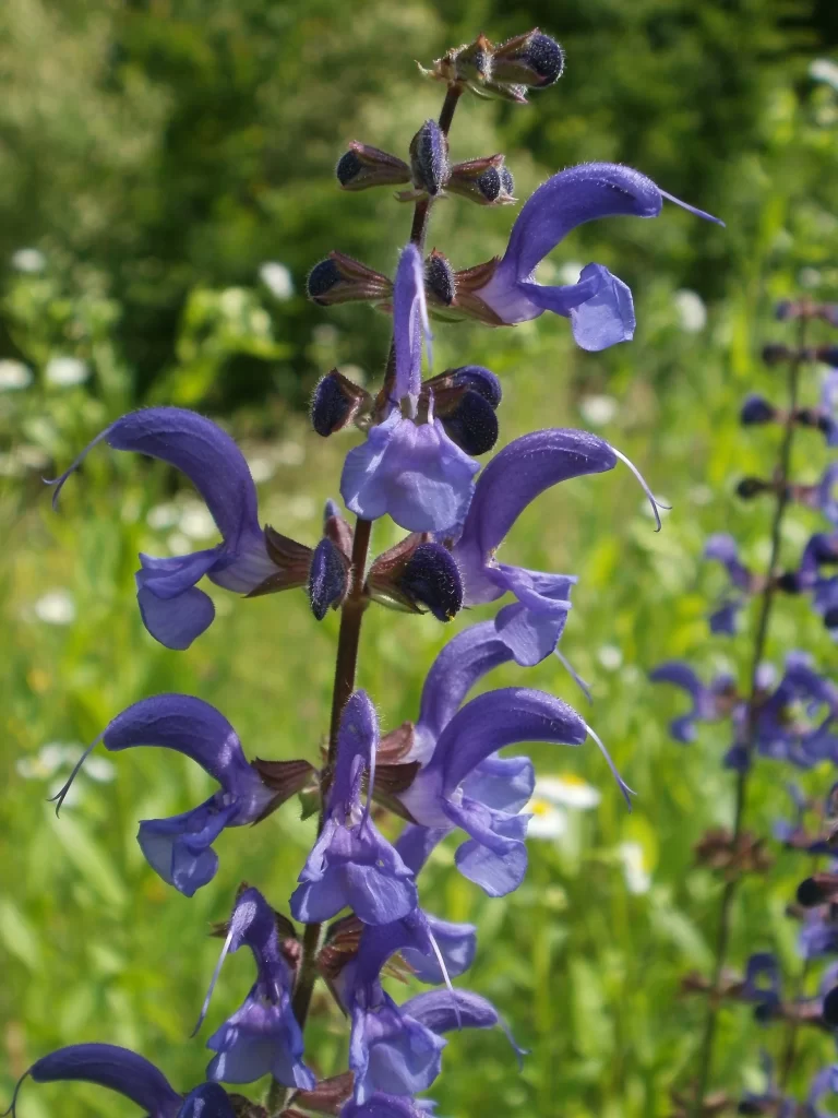Purple Salvia Flower Close Up Garden neutral Blooming