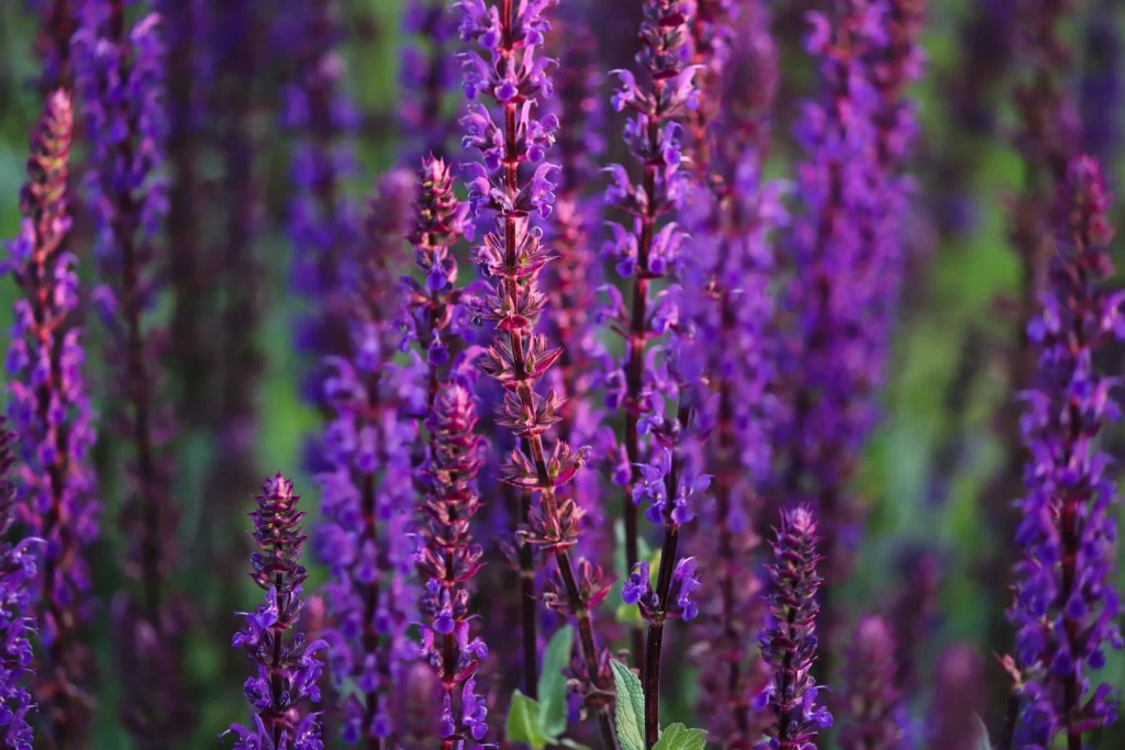 Purple Salvia Flower Close Up Garden neutral Blooming