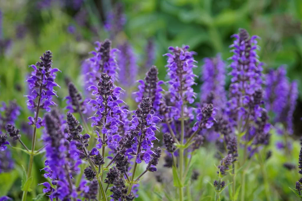 Purple Salvia Flower Close Up Garden gray Blooming