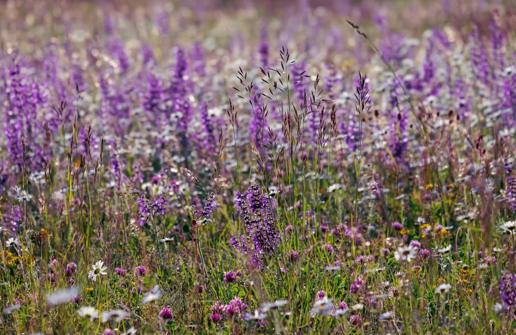 Purple Salvia Flower Close Up Garden gray Blooming