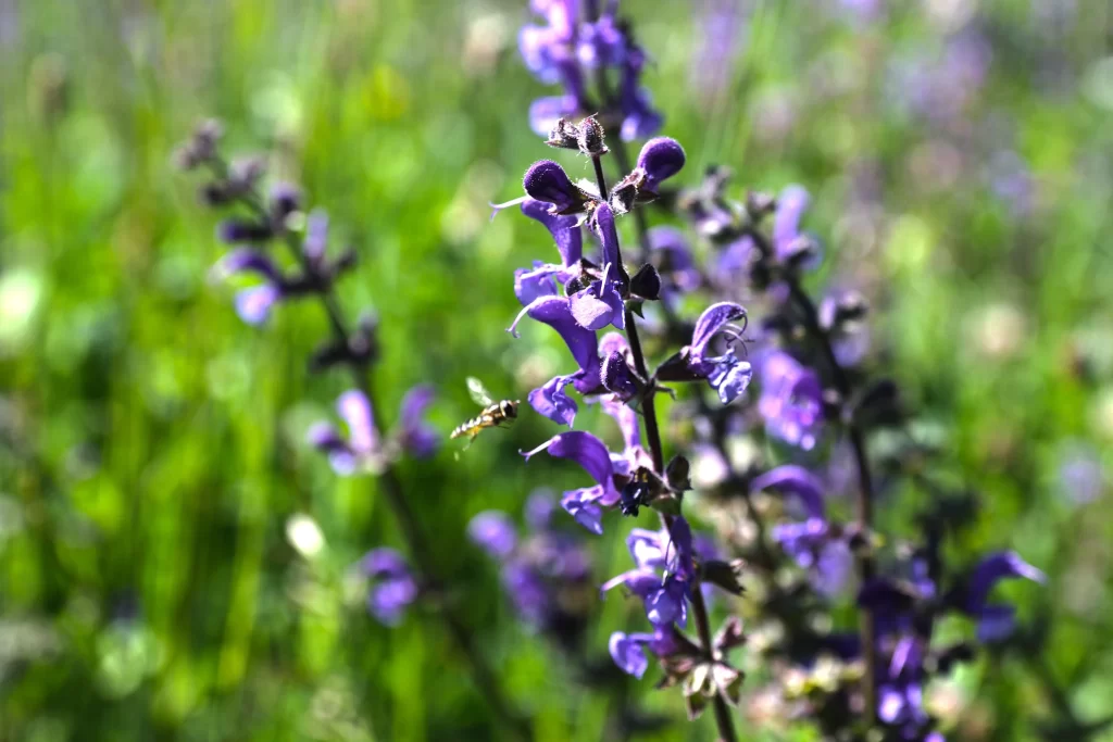 Purple Salvia Flower Close Up Garden neutral Macro