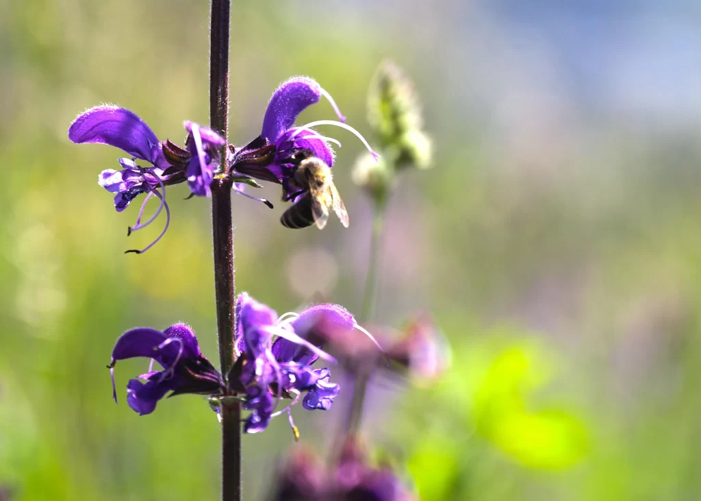 Purple Salvia Flower Close Up Garden neutral Macro