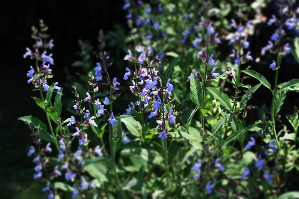 Purple Salvia Flower Close Up Garden gray Blooming