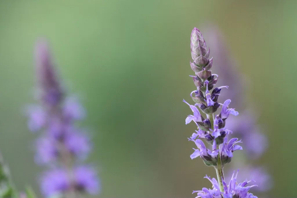 Purple Salvia Flower Close Up Garden gray Macro