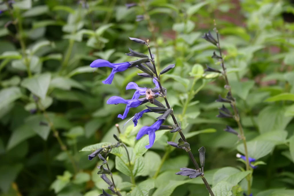 Purple Salvia Flower Close Up Garden neutral Macro