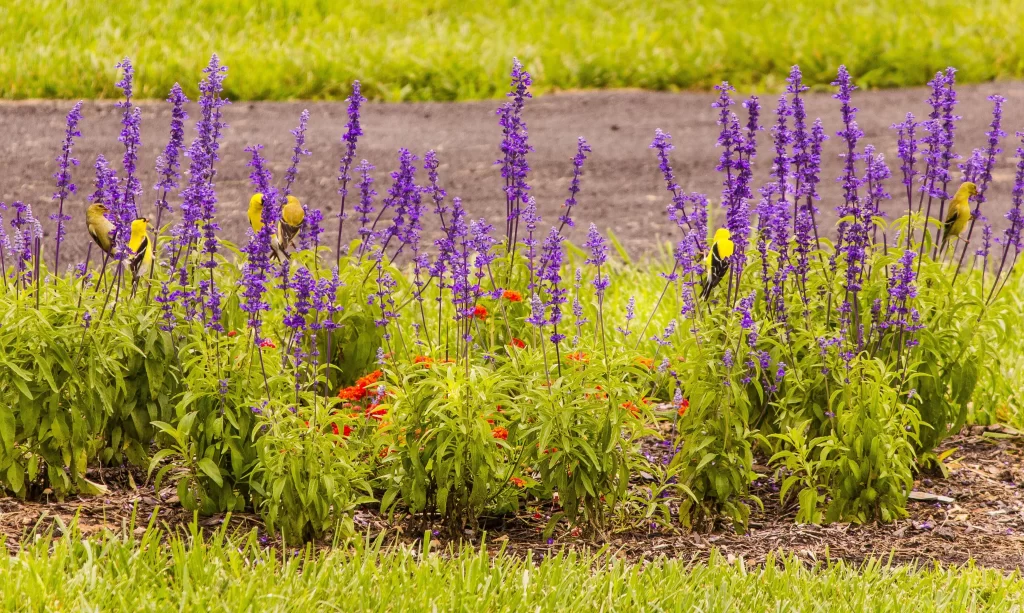 Purple Salvia Flower Yellow Birds Garden