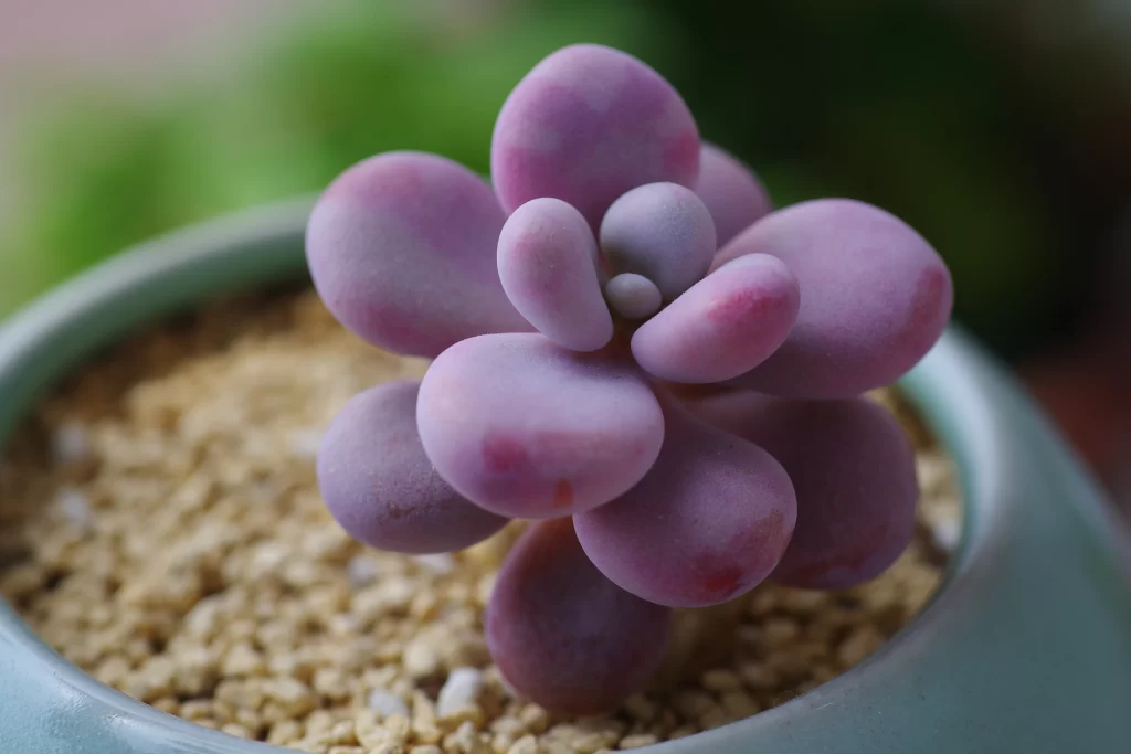 Purple Succulent Thick Leaves Close Up Macro