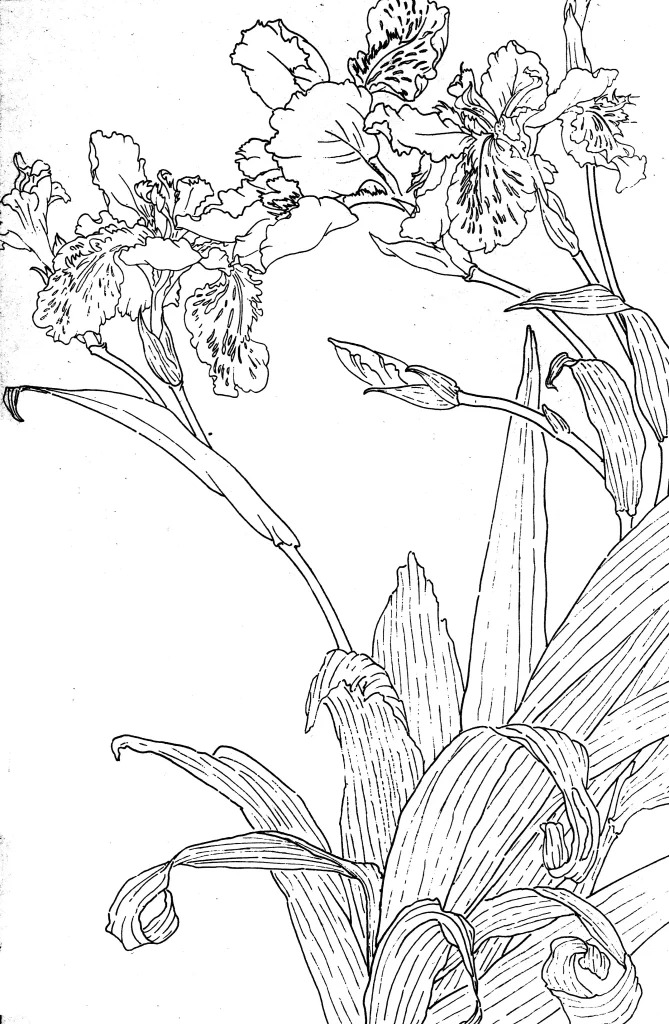 Purple Swallow Chinese Line Drawing Botanical Art
