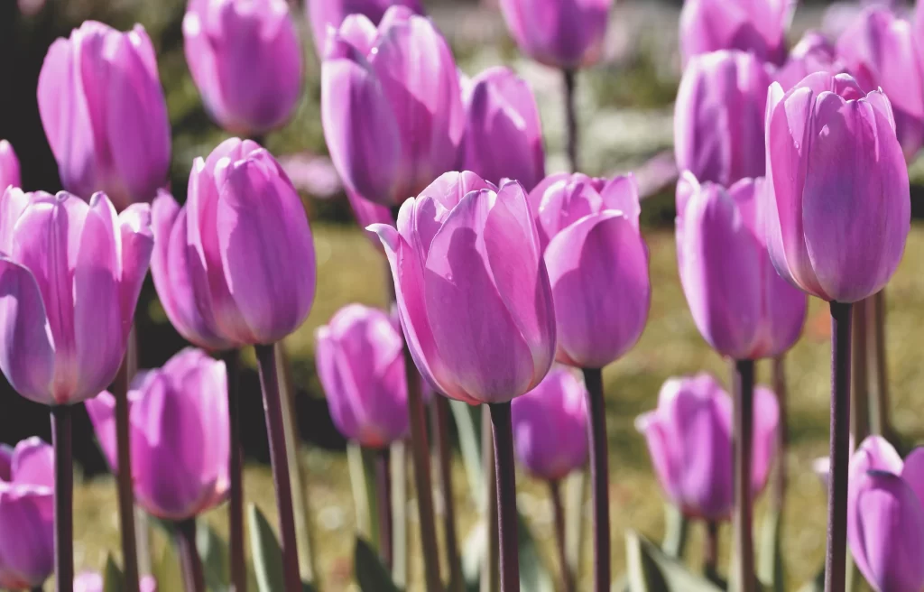 Purple Tulip Bloom Petals Stems Sunlight