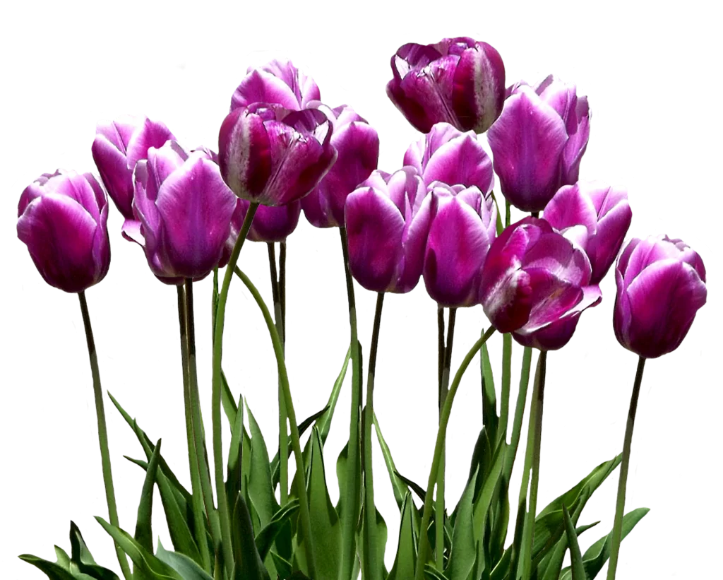 Purple Tulip Blooming Petals Green Stems