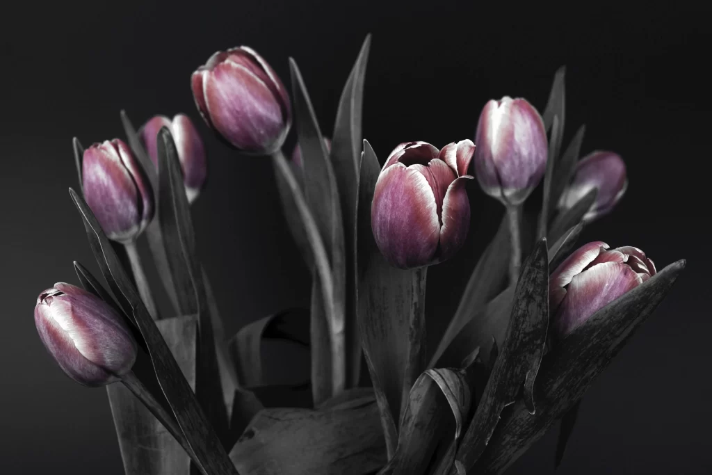 Purple Tulip Petals Dark Background