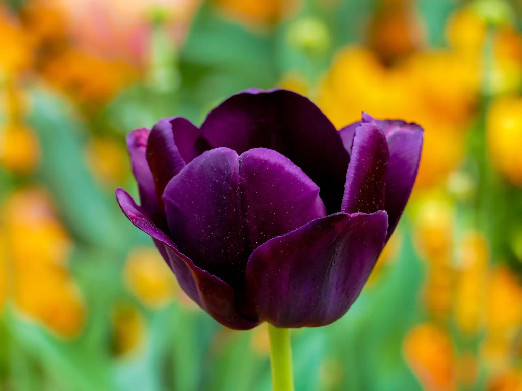 Purple Tulip Petals Dewdrops Vivid Green Yellow