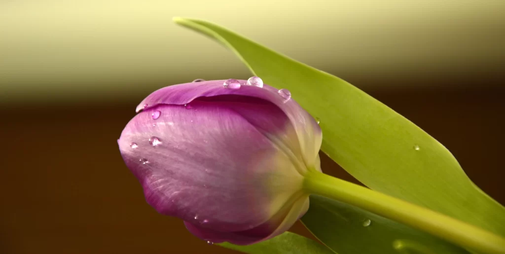 Purple Tulip Petals Dewdrops Green Leaves