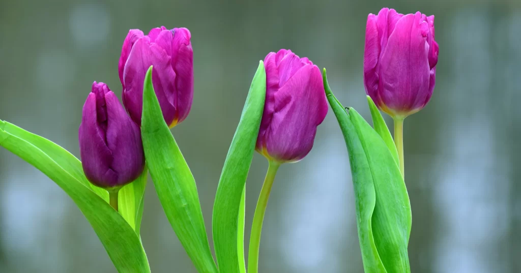Purple Tulip Petals Green Leaves