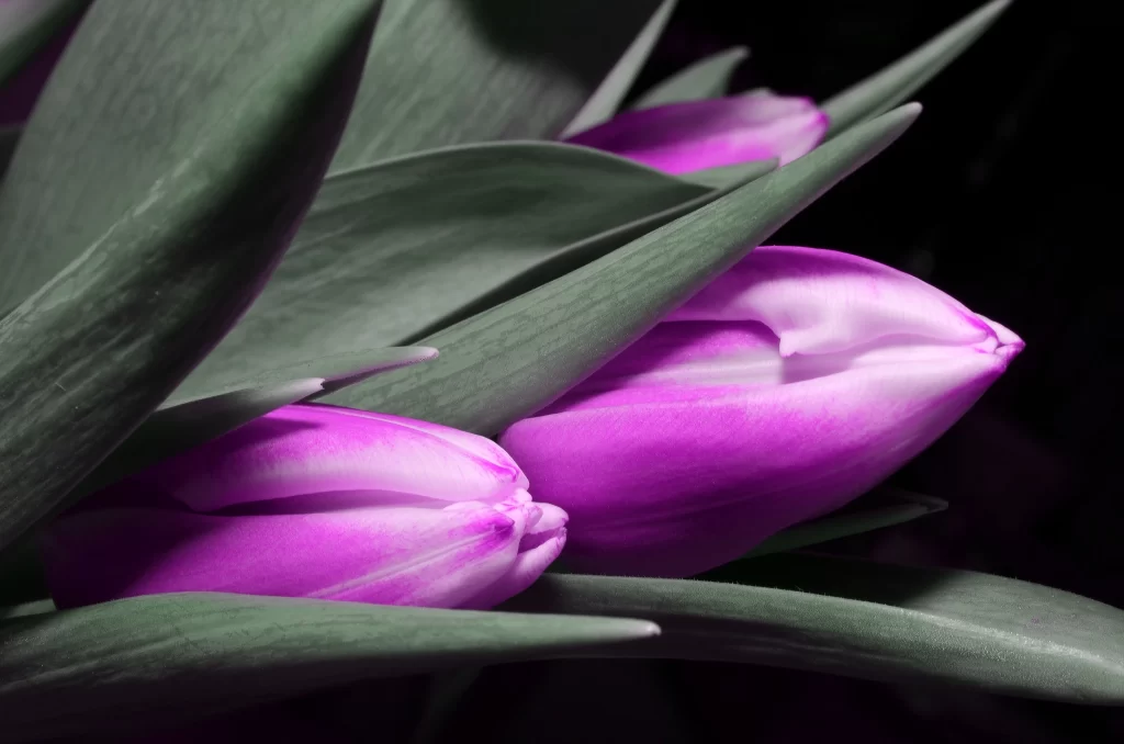 Purple Tulip Petals Leaves Dark Background