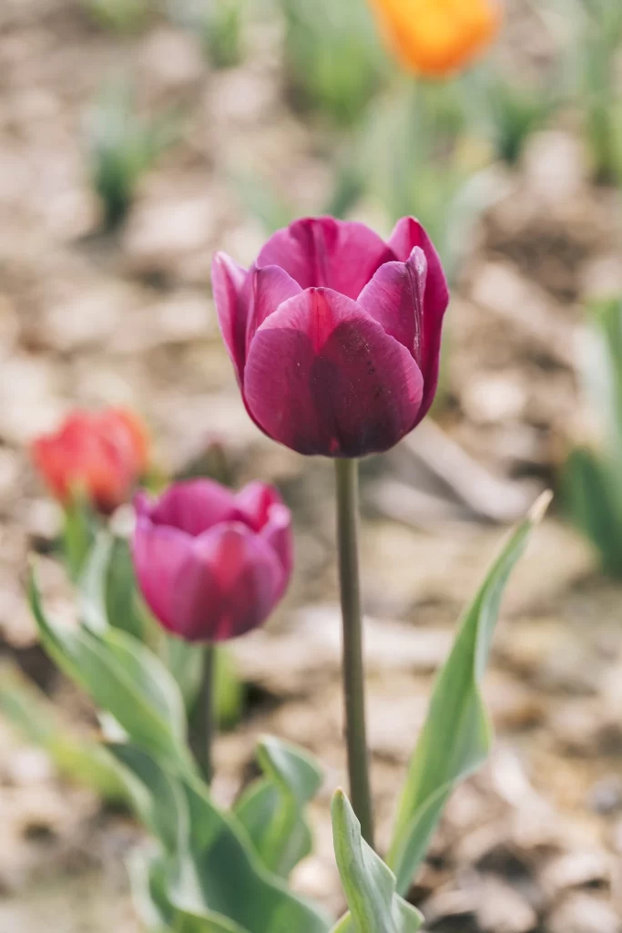 Purple Tulip Petals Stalk Green Leaves