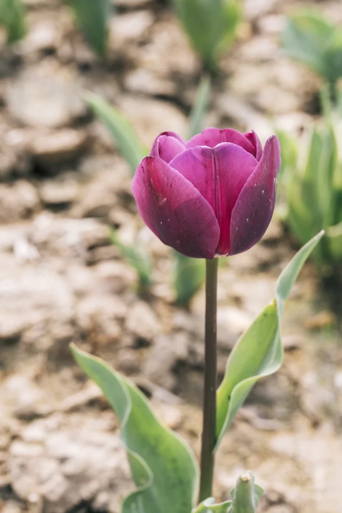 Purple Tulip Petals Stem Leaves