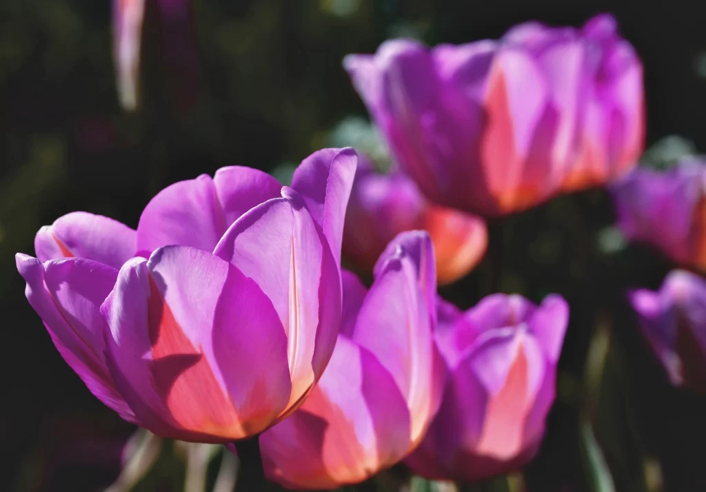 Purple Tulip Petals Sunlight Contrast