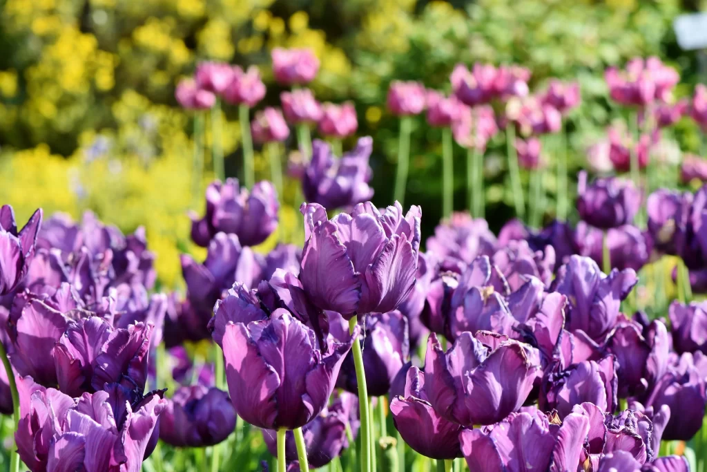 Purple Tulip Petals Sunlight Vibrant