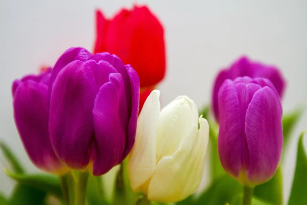 Purple Tulip Petals White Red