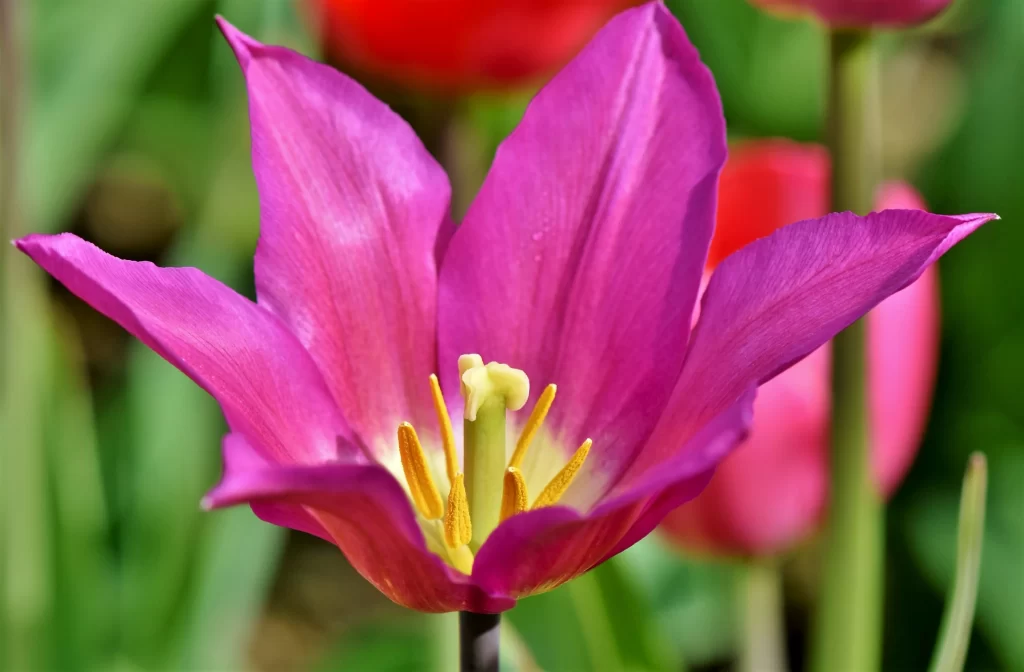 Purple Tulip Petals Yellow Stamen