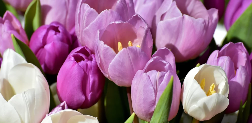 Purple Tulip Petals Yellow Stamens Green Leaves