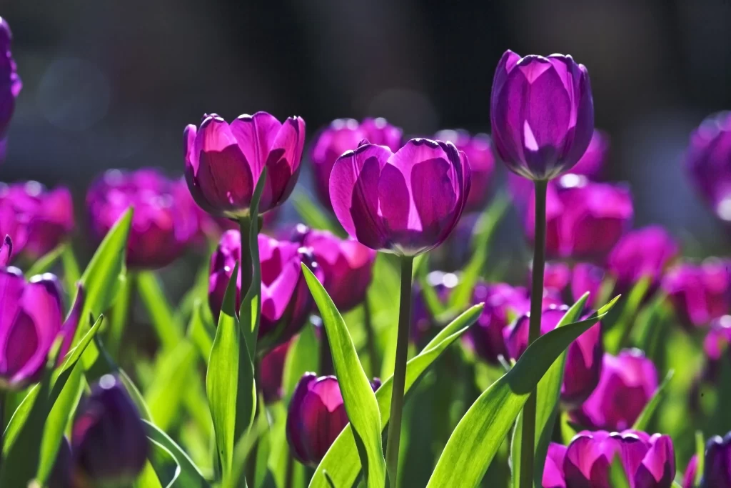 Purple Tulip Vibrant Petals Sunlight Green Leaves