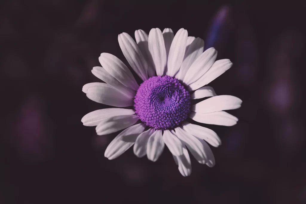 Purple White Daisy Petals Center
