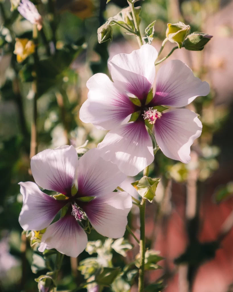 Purple White Hibiscus Petals Sunlight