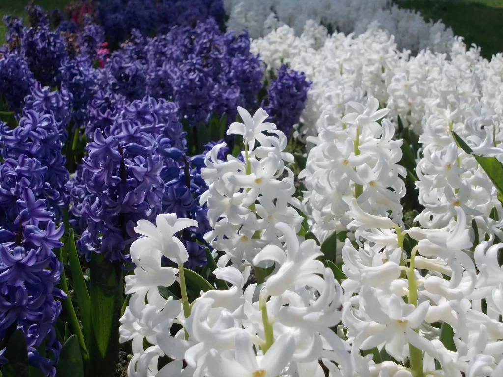 Purple White Hyacinth Dense Blooms Sunlit