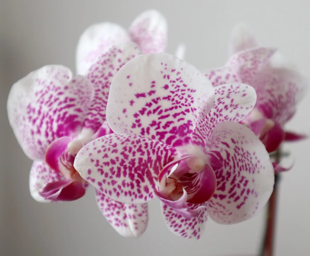 Purple White Orchid Petals Speckled Pattern