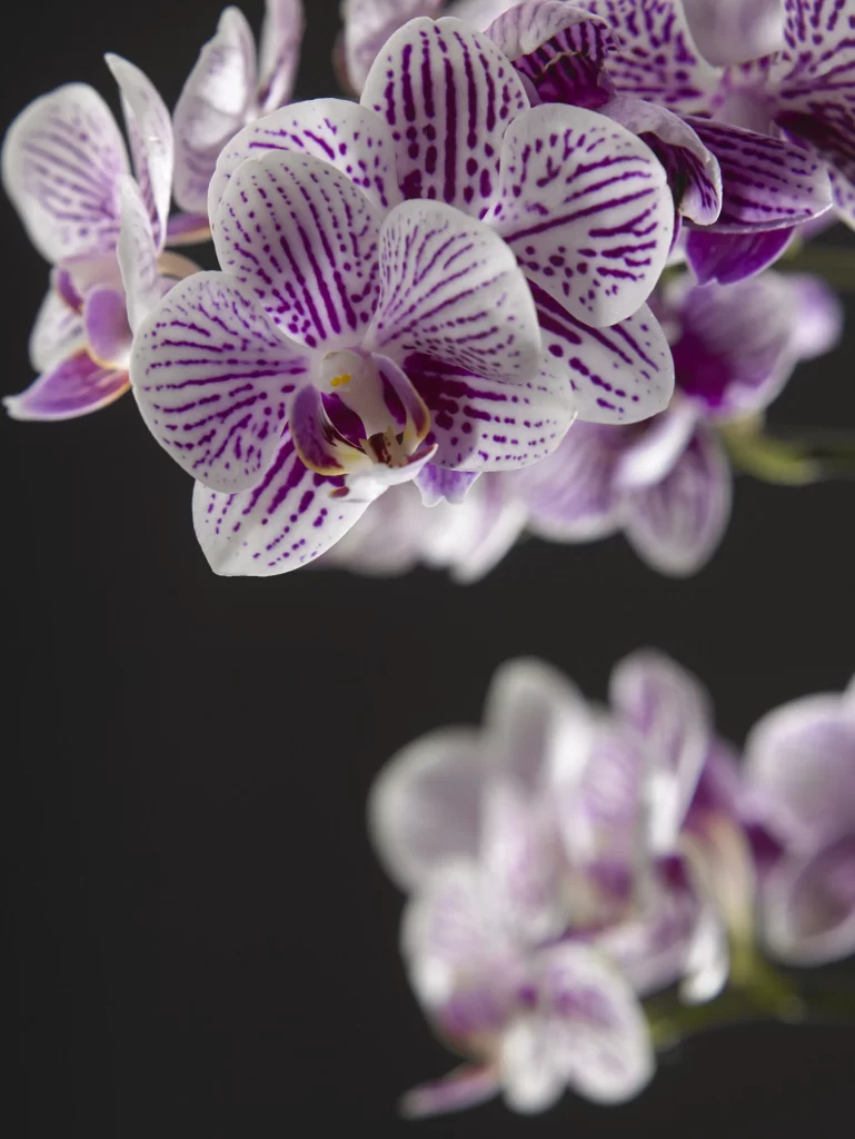 Purple White Orchid Petals Stripes Dots