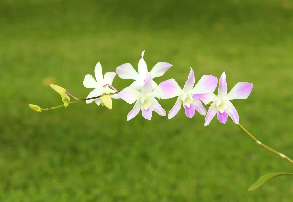 Purple White Orchid Petals Graceful