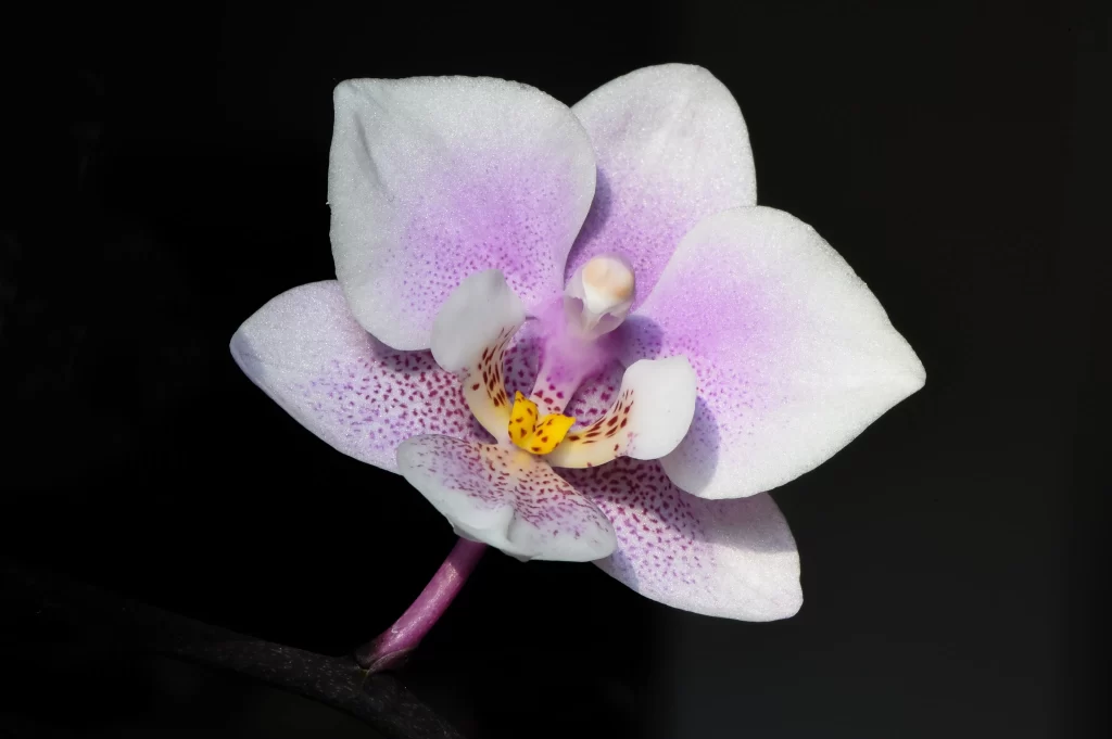 Purple White Orchid Petals Speckled Yellow Center