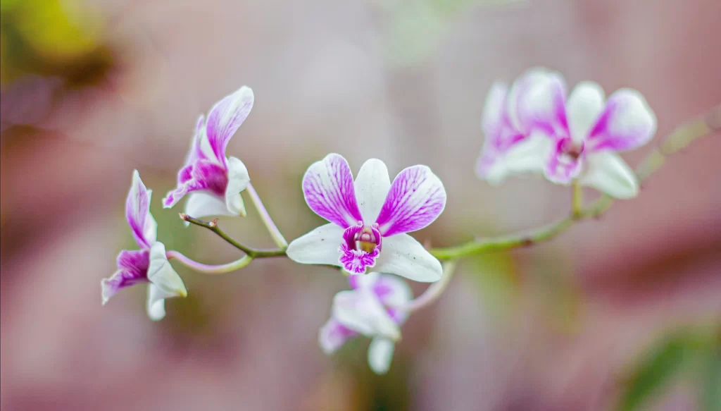 Purple White Orchid Petals Stripes