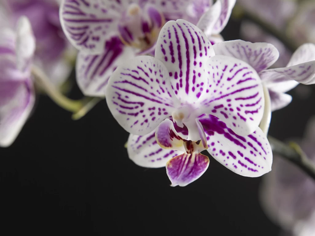 Purple White Orchid Stripes Petals