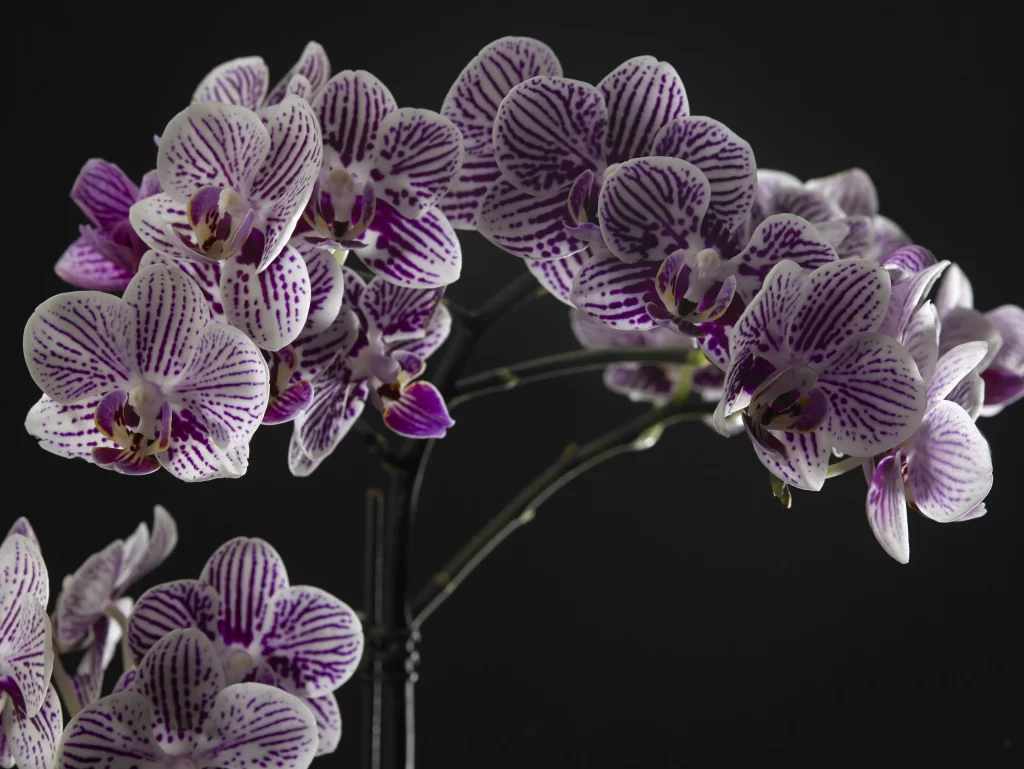 Purple White Orchid Striped Petals Blooming