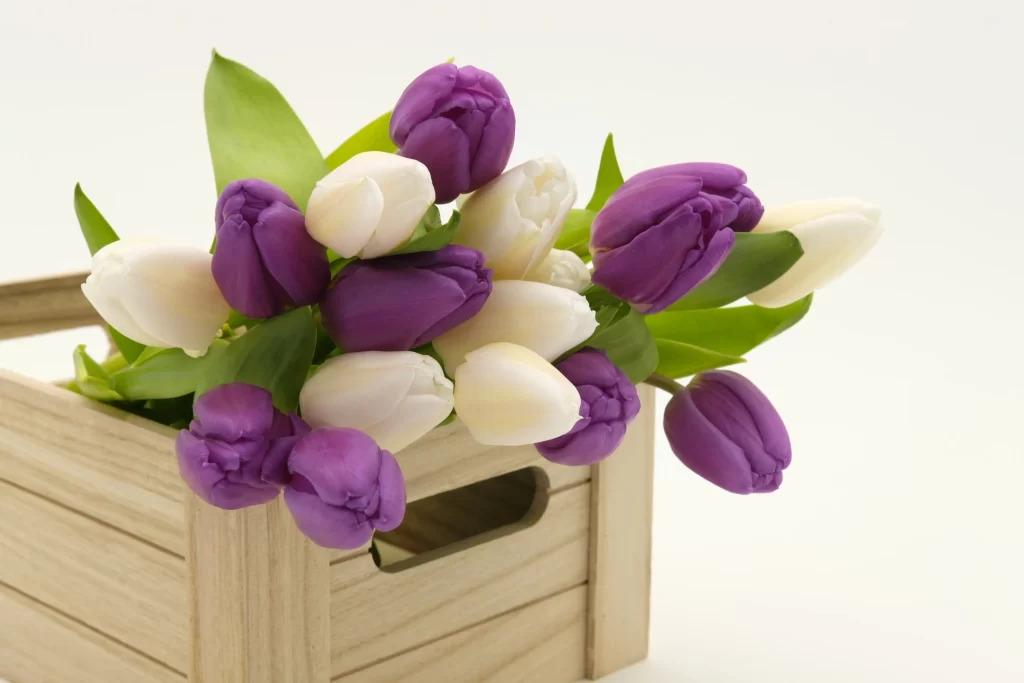 Purple White Tulip Petals Crate Fresh