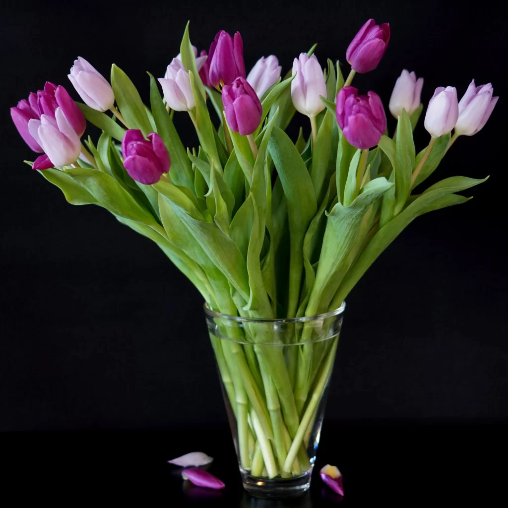 Purple White Tulip Petals Vase Green Leaves