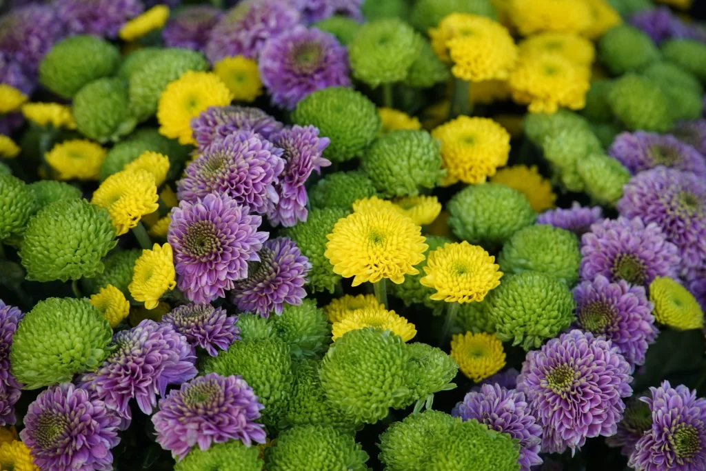 Purple Yellow Green Chrysanthemum Blooms Petals