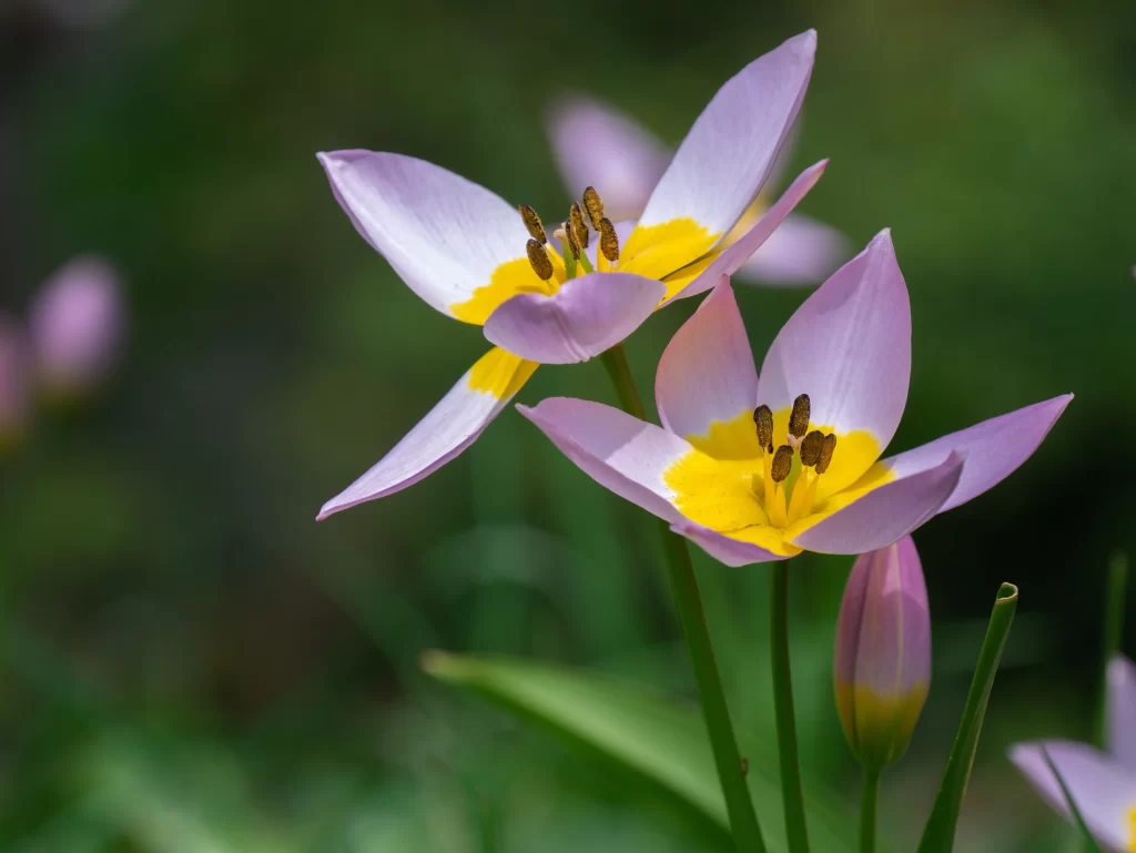Purple Yellow Tulip Petals Stamen Green