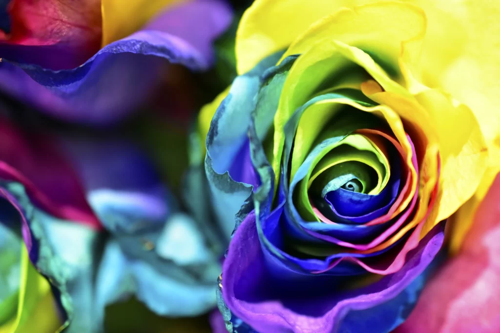 Rainbow Rose Multicolored Petals Vivid Colors Close-Up