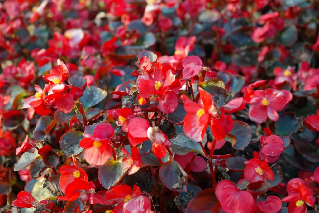 Red Blossom Petals Yellow Center Dense
