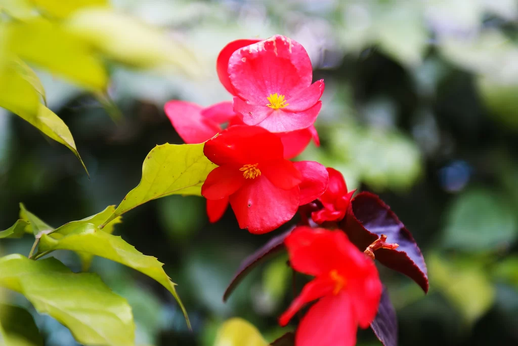 Red Blossom Petals Yellow Stamen Green Leaves
