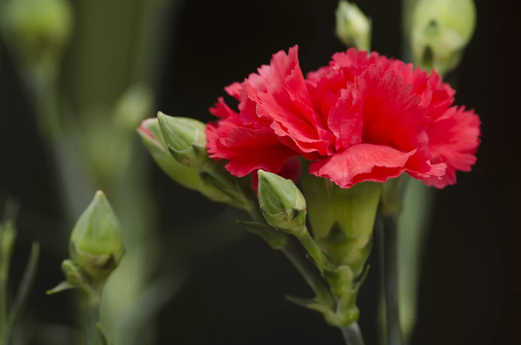Red Carnation Bloom Petals Green Buds