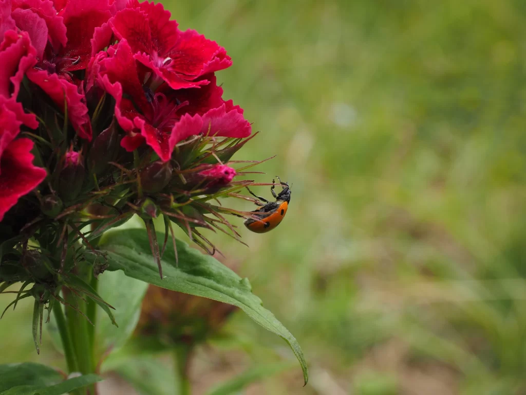 Red Carnation Blooms Petals Greenery