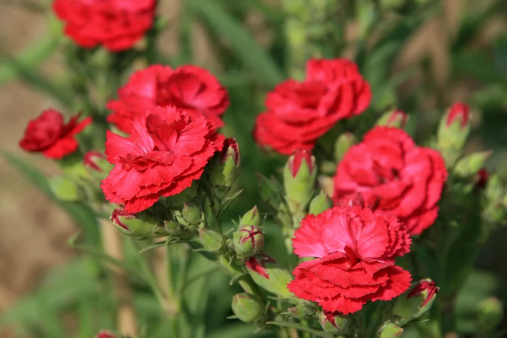 Red Carnation Blooms Petals Green Stems