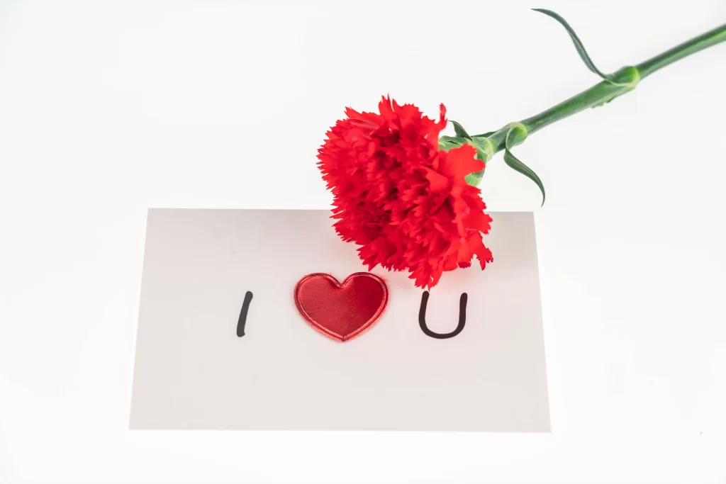 Red Carnation Bright Petals Green Stem