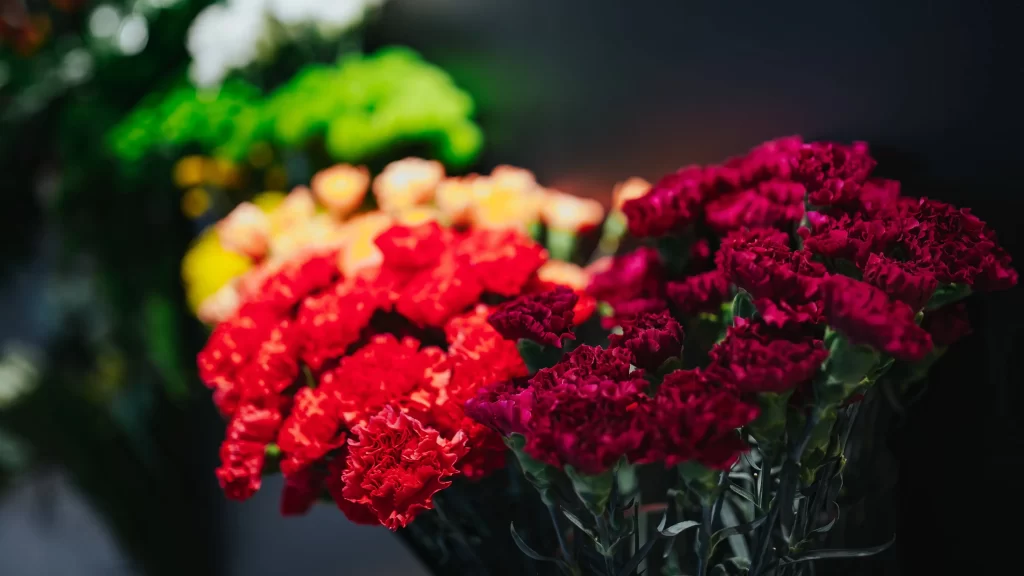 Red Carnation Cluster Petals Dark warm Background